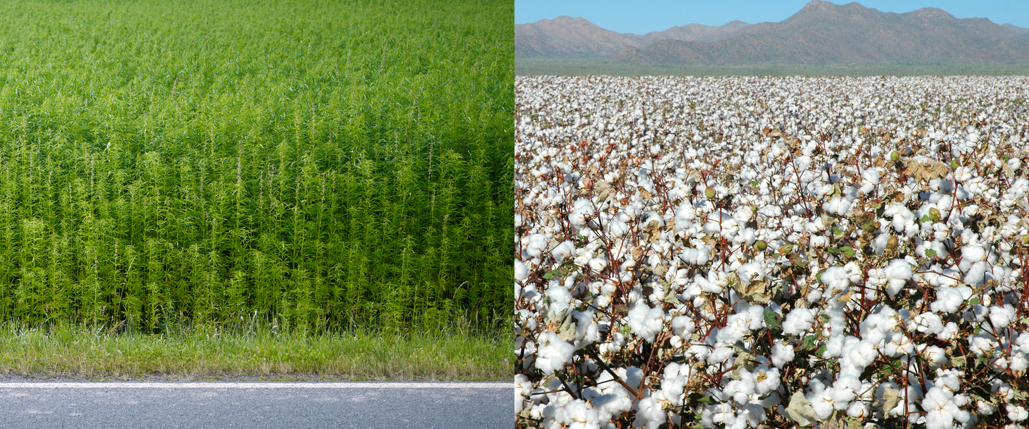 Hemp plants. Photo by Rodale Institute