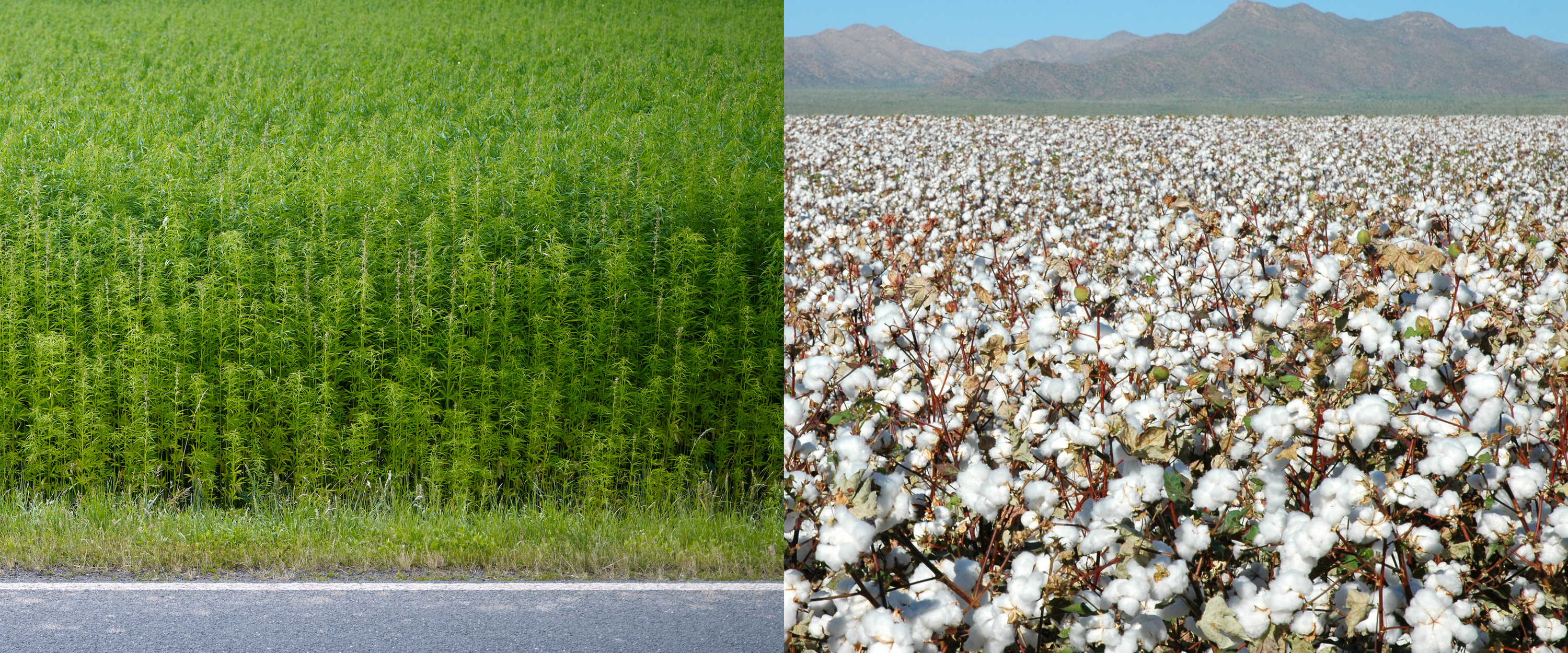 Hemp plants. Photo by Rodale Institute